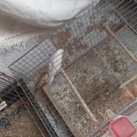 دوتا کوتوله شیطون نیمه دستی باهوش