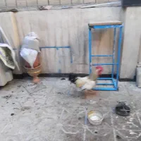 خروس خانگی مرغ بگیردرشت سالم