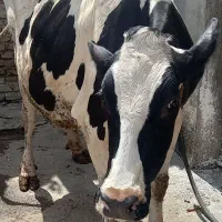 گاو|حیوانات مزرعه|فاضل آباد, |دیوار