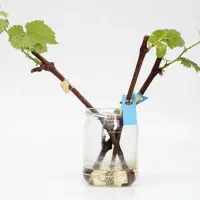 تک انگور 2.3 ساله