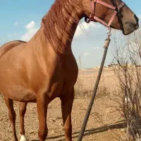 خرید فروش اسب پالونی