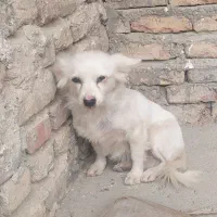 سگ پامرانین