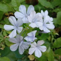 گل وگیاه یاس آبی ،زرد وسفیدخوشبو|گل و گیاه طبیعی|شیراز, شهرک والفجر|دیوار