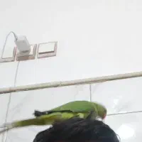 طوطی ملنگو|پرنده|قم, چهل درخت‎|دیوار