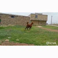 اسب کره مادیان فروشی کره طوفان خدادادی|اسب و تجهیزات اسبسواری|اسلامآباد غرب, |دیوار