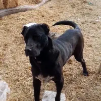 سگ سرابی اصیل