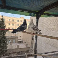 کفتر یا کبوتر|پرنده|تهران, شهمیرزادی|دیوار