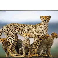 تلویزیون آیوا و آ پلاس