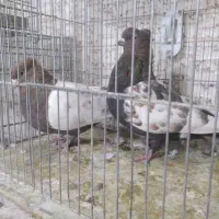 فروش کبوتر|پرنده|صدرا-فارس, فاز ۱|دیوار