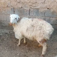 گوسفند فروشی نر|حیوانات مزرعه|درمیان, |دیوار