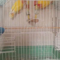 6عدد طوطی برزیلی اهلی مولد نروماده