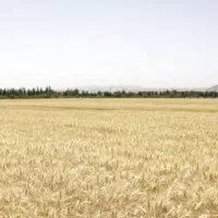 فروش-زمین