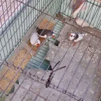 فنچ تخم گذار