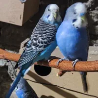 مرغ عشق خاص