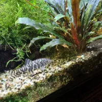 ماهی آکواریوم لوچ و ردلاین|ماهی|اصفهان, گرکان|دیوار