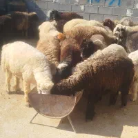 بره|حیوانات مزرعه|مرودشت, نقش رستم|دیوار