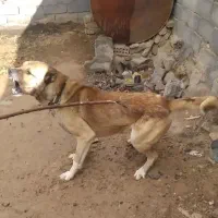 سگ قاپاقان