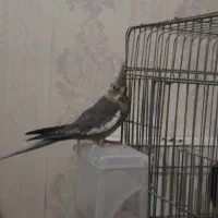 جفت عروس هلندی|پرنده|مشهد, رده|دیوار