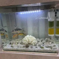 آکواریوم شرکتی به همراه ماهی و وسایل|ماهی|تربت جام, مسکن مهر|دیوار