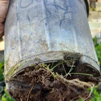 یاس هلندی|گل و گیاه طبیعی|کلاچای, |دیوار