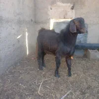 کره تکشاد جوان وبوقلمون نر