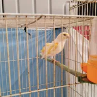 قناری ماده موزائیکی آماده