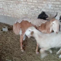 سه راس قوچ بذری فروشی
