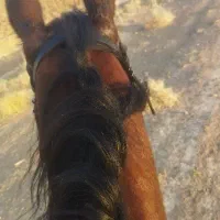 سوارکاری.اموزش.گشت با اسب.تفریح