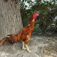 خروس لاری نسل|حیوانات مزرعه|تهران, ترمینال جنوب|دیوار