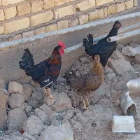 جوجه خروس و مرغ