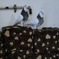 اهواز جاده هافکل قدیم روستای غیزانیه|پرنده|اهواز, غیزانیه|دیوار