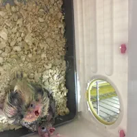 جفت عروس هلندی همراه دو جوجه و قفس|پرنده|تهران, نازی‌آباد|دیوار