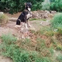 سگ‌سرابی|سگ|اردبیل, |دیوار