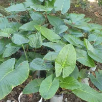 گل بابا آدم|گل و گیاه طبیعی|کیاکلا, |دیوار