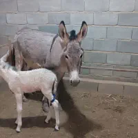 شیر الاغ تازه