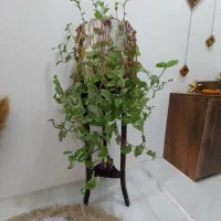 گل یخ با پایه گل و گلدون