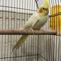 عروس هلندی|پرنده|کرج, محمد آباد|دیوار