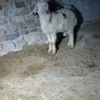 بره ماده نژاد دار