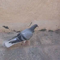 کبوتر خرقه و پلاکی|پرنده|فولادشهر, مسکن مهر فولادشهر|دیوار