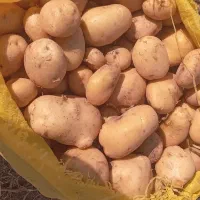 ساری یر آلما