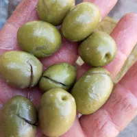 زیتون شکسته کنسروالیا