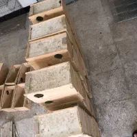 لونه مرغ عشق برزیلی فنچ