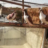 مرغ وکفتر|حیوانات مزرعه|لنجان, |دیوار