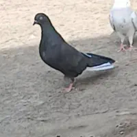 ماده۱۶دم.وجفت زاغ کاکلی