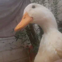 اوردک خانگی