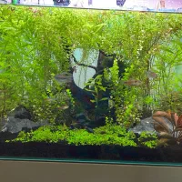 گیاه اکواریوم