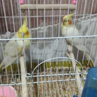 جفت عروس
