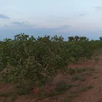 باغ-پسته-13-ساله