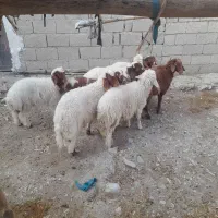بره شیری
