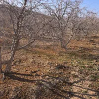 زمین کشاورزی بیضا کنار آزاد جدید|فروش دفتر صنعتی، کشاورزی، تجاری|بانش, |دیوار